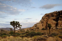 Joshua Tree & boulder  Joshua Tree National ParkJTPS American Destination Destinations North America Northern United States of America Scenic The Golden State