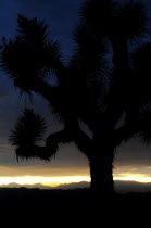 Joshua Tree at sunset  Joshua Tree National ParkJTPS American Destination Destinations North America Northern United States of America Sundown Atmospheric The Golden State