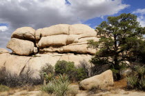 Boulder with Pinyon pine  Joshua Tree National ParkJTPS American Destination Destinations North America Northern United States of America Scenic The Golden State