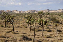 Joshua Trees  Joshua Tree National ParkJTPS American Destination Destinations North America Northern United States of America Scenic The Golden State