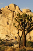 Joshua Tree & boulder at Hidden Valley  Joshua Tree National ParkJTPS American Destination Destinations North America Northern United States of America Scenic The Golden State