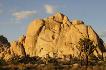 Hidden Valley legendary cattle rustlers hideout  Joshua Tree National ParkJTPS American Cow  Bovine Bos Taurus Livestock Destination Destinations North America Northern United States of America Cows...