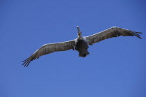 Brown Pelican flying  MalibuMalibu American Destination Destinations North America Northern United States of America LA The Golden State