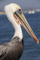 Brown pelican  Stearns Wharf.Santa Barbara American Destination Destinations North America Northern United States of America Gray The Golden State
