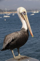 Brown pelican  Stearns Wharf  Santa BarbaraSanta Barbara American Destination Destinations North America Northern United States of America Gray The Golden State