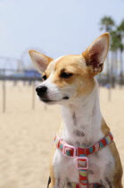 Local resident dog  Santa MonicaSanta Monica American Destination Destinations North America Northern United States of America LA Sand Sandy Beaches Tourism Seaside Shore Tourist Tourists Vacation Th...