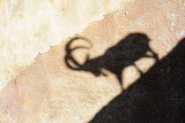 Shadow of Nubian Ibex  LA Zoo  Griffith ParkValley & Pasadena American Destination Destinations North America Northern United States of America The Golden State