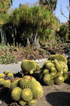Golden Barrels  Desert Garden  The Huntington  Pasadena. Cactus plantsValley & Pasadena American Destination Destinations North America Northern United States of America Gardens Plants The Golden Sta...
