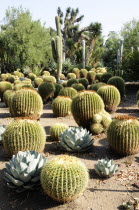 Golden Barrels  Desert Garden  The Huntington  Pasadena. Cactus plantsValley & Pasadena American Destination Destinations North America Northern United States of America Gardens Plants The Golden Sta...