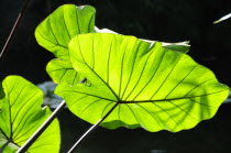 Plant detail  The Lily ponds  The Huntington  PasadenaValley & Pasadena American Destination Destinations North America Northern United States of America The Golden State