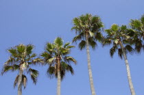 Palm trees  Venice BeachVenice Beach Palms American Beaches Destination Destinations North America Northern Resort Sand Sandy Seaside Shore Tourism United States of America LA Sand Sandy Beach Touris...