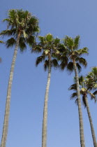 Palm trees  Venice BeachVenice Beach American Beaches Destination Destinations North America Northern Resort Sand Sandy Seaside Shore Tourism United States of America LA Sand Sandy Beach Tourism Seas...