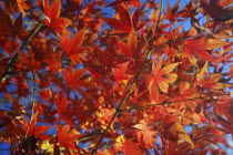 Branches and leaves of Japanese Acer Maple Tree.Asia Asian Japanese Nihon Nippon