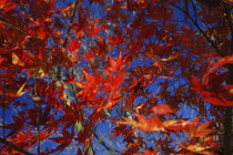 Branches and leaves of Japanese Acer Maple Tree.Asia Asian Japanese Nihon Nippon