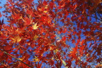 Branches and leaves of Japanese Acer Maple Tree.Asia Asian Japanese Nihon Nippon