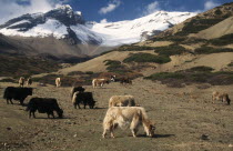 Yaks grazing below the snow covered peak of Kang La Pass on sparse vegetation of lower slopes.trekking trek  livestock Asia Asian Farming Agraian Agricultural Growing Husbandry  Land Producing Raisin...