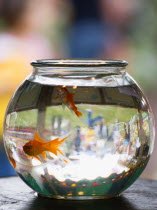 Findon village Sheep Fair Two Goldfish in a bowl on a fairground stall with people in the background inverted in the glass bowl.Great Britain Northern Europe UK United Kingdom British Isles European