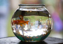 Findon village Sheep Fair Two Goldfish in a bowl on a fairground stall with people in the background inverted in the glass bowl.Great Britain Northern Europe UK United Kingdom British Isles European