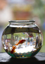 Findon village Sheep Fair Two Goldfish in a bowl on a fairground stall with people in the background inverted in the glass bowl.Great Britain Northern Europe UK United Kingdom British Isles European