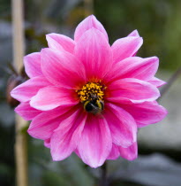 Bumble bee on a dark pink Dahlia flower in a garden.Great Britain Northern Europe UK United Kingdom British Isles European