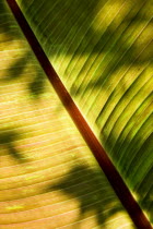 Plant Tree Leaf detail of Red Abyssinian or Ethiopian banana Musa ensete rubra growing in an English garden.Great Britain Northern Europe UK United Kingdom British Isles European