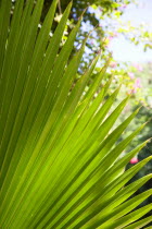 Tamarind Beach detail of a fanned palm leaf.Beaches Resort Sand Sandy Scenic Seaside Shore Tourism West Indies Caribbean Destination Destinations Sand Sandy Beach Tourism Seaside Shore Tourist Touris...