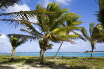 Coconut palm trees blowing in the wind and bending on the beach at Clifton with a sailing yacht at sea beyond the distant reef.Beaches Resort Sand Sandy Scenic Seaside Shore Tourism West Indies Carib...