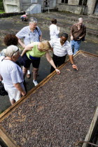 Tourists with local guide looking at and touching cocoa beans drying in the sun on racks at the Dougaldston Estate.Caribbean Destination Destinations Grenadian Greneda West Indies Grenada Farming Agr...