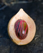 Nutmeg in the fruit showing the red mace.Caribbean Destination Destinations Grenadian Greneda West Indies Grenada Farming Agraian Agricultural Growing Husbandry  Land Producing Raising