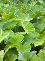 Detail of Callaloo crop.Caribbean Destination Destinations Grenadian Greneda West Indies Grenada Farming Agraian Agricultural Growing Husbandry  Land Producing Raising