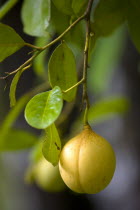 Almost ripe nutmeg fruit growing on a tree.Caribbean Destination Destinations Grenadian Greneda West Indies Grenada Farming Agraian Agricultural Growing Husbandry  Land Producing Raising Ripened Matu...