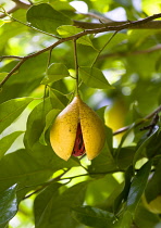 Ripe open and ready to harvest nutmeg fruit growing on a tree showing the nutmeg inside coverred with red mace.Caribbean Destination Destinations Grenadian Greneda West Indies Grenada Farming Agraian...