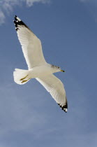 Seagull flying against a blue sky.American North birdbirdsseagullseagullsoceanbirdsflyflyingflightsoarsoaringfreefreedompeckingspiritualskywhitegracegracefulnaturebeautybeautiful...