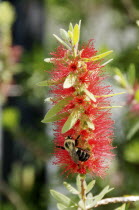 Bee on flower.American North America Northern United States of America