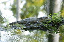 Alligator resting on log by a lake.American reptilereptiles USAalligatorgatorgatorsalligatorsscalescalesscalyisolatedanimalanimalsmouthteethtoothdangerdangerousscaryaquaticpredator...
