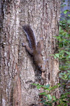 Squirel climbing down a tree.American squirrelsquirrelsrodentrodentsbrowntreetreesclingclingingclimbclimbingleafleavesbarkwoodforestforestswildlifewildcuteadorableupside downout...