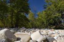 Appollonia  Melisourgos. Low angle view of a forest with green plane trees  blue sky and riverbank rocks .EnvironmentNatureLifeEcologyEcotourismSummerPlantationTall TreesLandscap Ellada Entor...