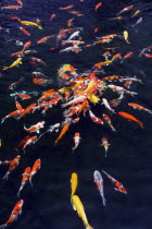 Wong Tai Sin Lian Gardens  Diamond Hill. Big colored fishes used for Fang Sui improvement gathered from all directions to the centre  inside a dark water pond.AsiaExoticCultureEntertainmentOrient...