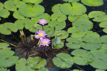 Wong Tai Sin Lian Gardens  Diamond Hill. Pink floating Lotus plants with big green leafs at Nan Lian Gardens Temple.Asia Asian Chinese Chungkuo Garden Plants Flora Jhongguo Zhongguo