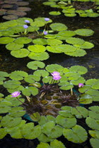 Wong Tai Sin Lian Gardens  Diamond Hill. Pink floating Lotus plants with big green leafs at Nan Lian Gardens Temple.Asia Asian Chinese Chungkuo Garden Plants Flora Jhongguo Zhongguo