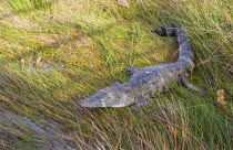 Coba. Crocodile among grass on the lake shore.AlligatorReptileAnimalNatureEcologyTourismEcotourism American Hispanic Latin America Latino Mexican