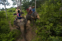 Tourist on elephant safari through the jungle.SummerElephant safariVacationTourismLarge mammalsEcologyNatureCountrysideActivityEnjoymentJungleAsian Destination Destinations Entorno Environ...