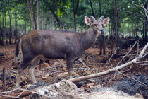 Wat Pa LUang Ta Bua Yannasampanno. Tiger Temple. Deer in forested area.Asian Prathet Thai Raja Anachakra Thai Siam Southeast Asia Southern