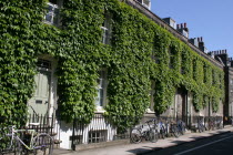 A row of terraced houses covered in plants  with bicycles against railings.Cambridge terrace terraced house houses housing covered plants ivy leaves beautiful buildings quaint England English picture...