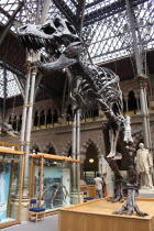 Tyrannosaurus Rex at the Natural History Museum.Tyrannosaurus Rex  Natural History Museum  Oxford  head  dinosaur  carnivorous  large  England  historic  historical  palaeontology  T Rex  cast  Thero...