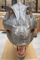 Tyrannosaurus Rex at the Natural History Museum.Tyrannosaurus Rex  Natural History Museum  Oxford  head  dinosaur  carnivorous  large  England  historic  historical  palaeontology  T Rex  cast  Thero...