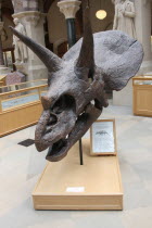 Triceratops Horridus cast  from the Natural History Museum.Triceratops Horridus  Natural History Museum  Oxford  head  dinosaur  large  England  historic  historical  palaeontology  cast European Gra...