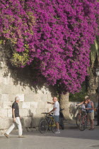 Cyclists and pedestrian beside old stone wall beneath overhanging  dark pink bougainvillaea type plant.Resort Summerearly season AegeanHolidayDestination Destinations Ellada European Greek Southe...