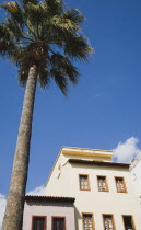 Part view of pale pink and cream painted house facades with tall palm in foreground against blue sky.TurkishAegeancoastresortsummersunshineearly summer seasonMediterraneanholidayDestination...