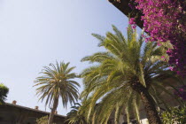 Angled part view of overhanging rooftops with palm trees and dark pink bougainvillea.TurkishAegeancoastresortSummersunshineearly Summer seasonholidaydestinationdestinations ElladaEuropeanS...